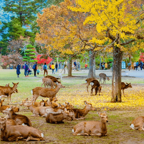 奈良公園